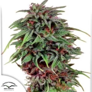 Durban Poison - Dutch Passion Cannabissamen kaufen