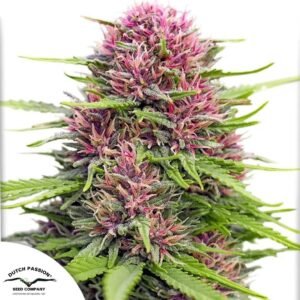 Frisian Dew - Dutch Passion Cannabissamen kaufen