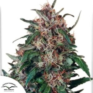 Hollands Hope - Dutch Passion Cannabissamen kaufen