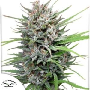 Passion #1 - Dutch Passion Cannabissamen kaufen