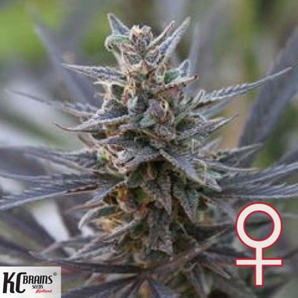 Spontanica - KC Brains Cannabissamen kaufen