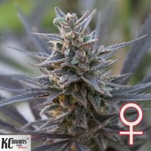 Spontanica - KC Brains Cannabissamen kaufen