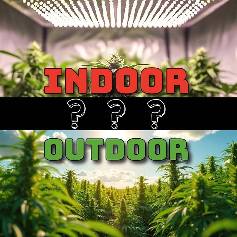 Standortempfehlung - welche Cannabissorte kann wo angebaut werden