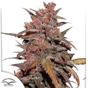 CBD Auto Blackberry Kush