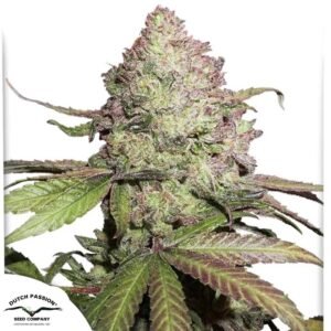 CBD Auto Charlotte's Angel - Dutch Passion Cannabissamen kaufen