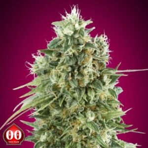 Bubble Gum CBD - 00 Seeds Cannabissamen kaufen