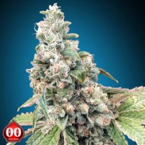 Harlequin CBD - 00 Seeds Cannabissamen kaufen