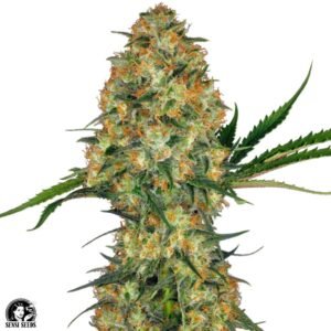 Hindu Kush - Sensi Seeds Cannabis Samen kaufen