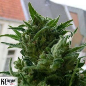 KC 33 - KC Brains Cannabissamen kaufen