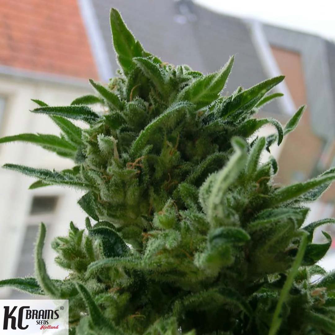 KC 33 - KC Brains Cannabissamen kaufen
