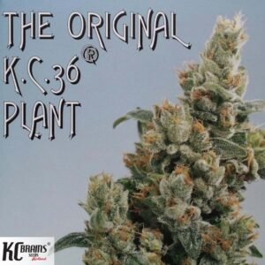 KC 36 - KC Brains Cannabissamen kaufen