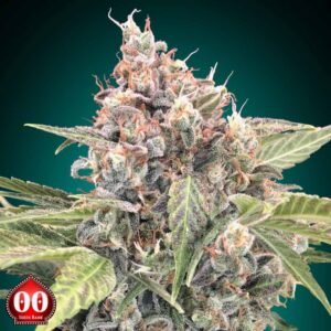 Northern Lights CBD - 00 Seeds Cannabissamen kaufen