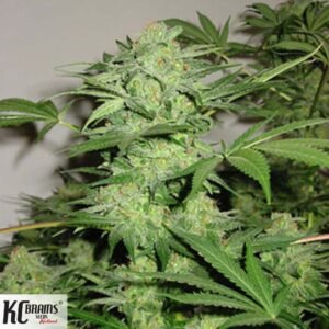 Northern Lights Special - KC Brains Cannabissamen kaufen