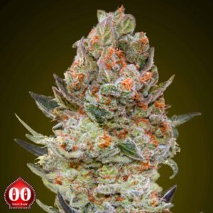 Sweet Critical CBD - 00 Seeds Cannabissamen kaufen