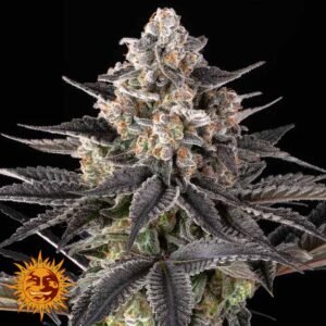 Zoap - Barneys Farm Cannabissamen kaufen