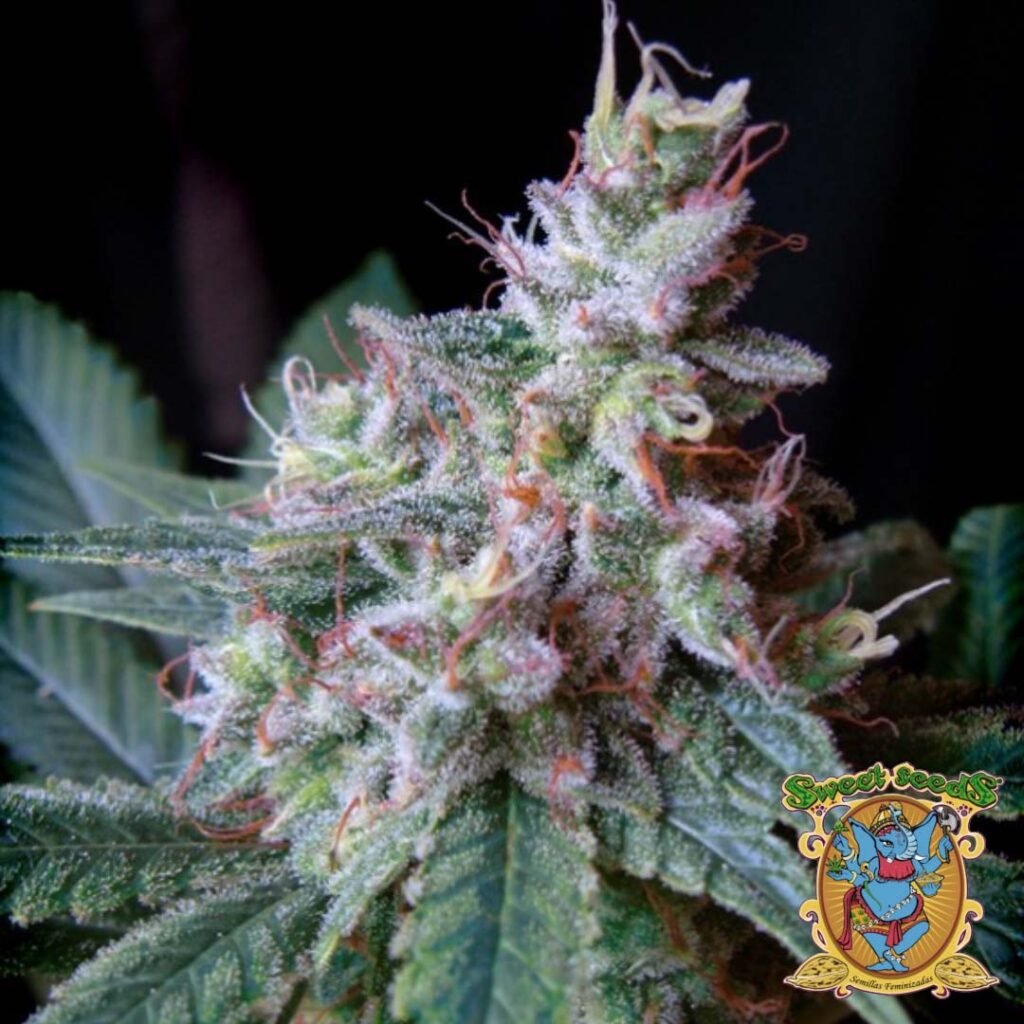 Cream Caramel - Sweet Seeds Cannabissamen kaufen im Online Shop