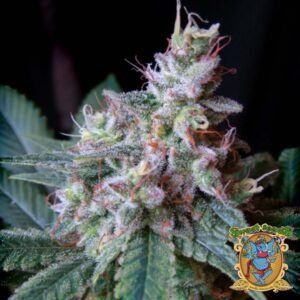 Cream Caramel - Sweet Seeds Cannabissamen kaufen im Online Shop