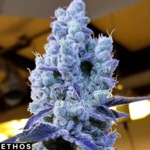 Mandarin Cookies V2 - Ethos Genetics Cannabissamen kaufen im Online Shop