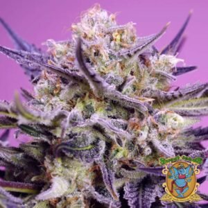 Pink Guava F1 Fast Version - Sweet Seeds Cannabissamen kaufen im Online Shop