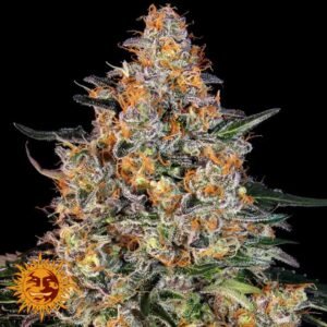 Bubba Kush - Barneys Farm Cannabissamen kaufen im Online Shop