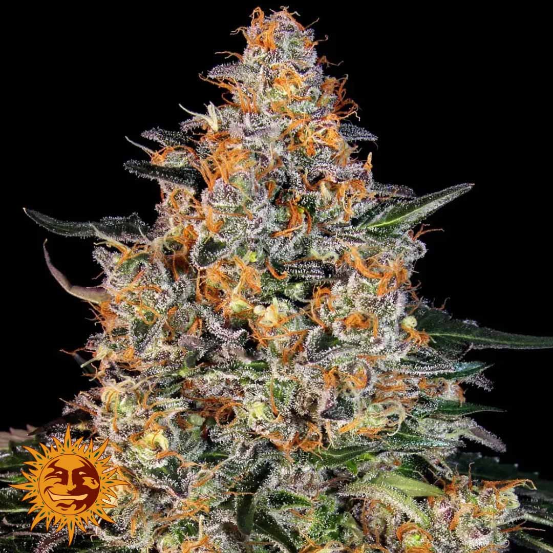Bubba Kush - Barneys Farm Cannabissamen kaufen im Online Shop