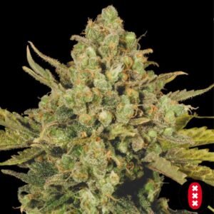 CBD Warlock - Serious Seeds Cannabissamen kaufen im Online Shop