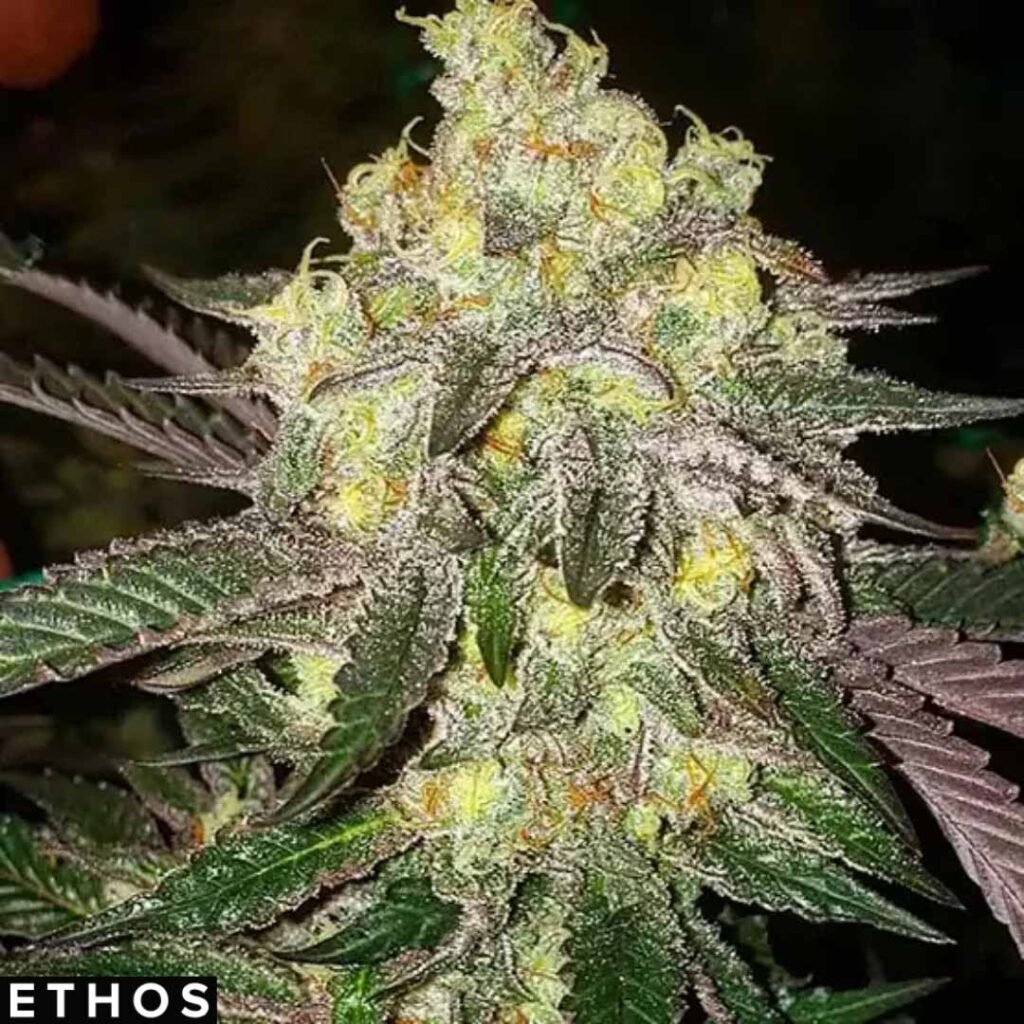 Candy Store RBX - Ethos Genetics kaufen im Cannabissamen Online Shop