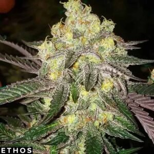 Candy Store RBX - Ethos Genetics kaufen im Cannabissamen Online Shop