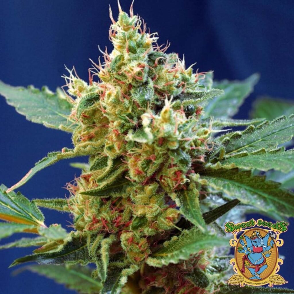 Cream Mandarine XL Auto - Sweet Seeds Cannabissamen kaufen im Online Shop