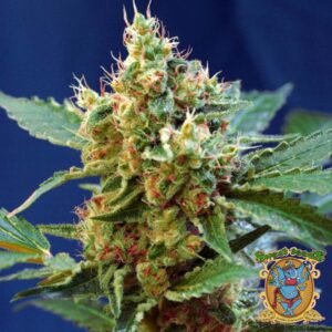 Cream Mandarine XL Auto - Sweet Seeds Cannabissamen kaufen im Online Shop
