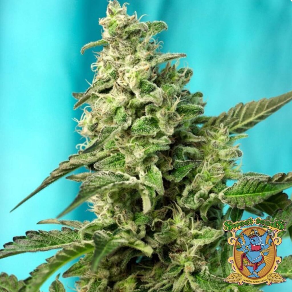 Green Poison F1 Fast Version - Sweet Seeds Cannabissamen kaufen im Online Shop