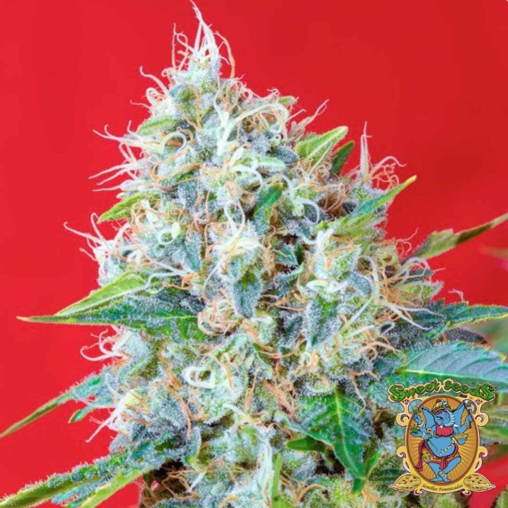 Green Poison - Sweet Seeds Cannabissamen kaufen im Online Shop