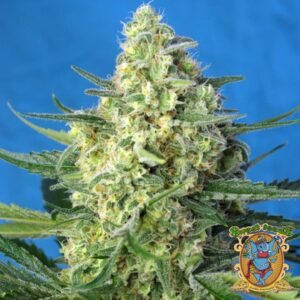 Jack 47 XL Auto - Sweet Seeds Cannabissamen kaufen im Online Shop