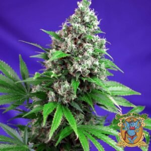 Killer Kush F1 Fast Version - Sweet Seeds Cannabissamen kaufen im Online Shop
