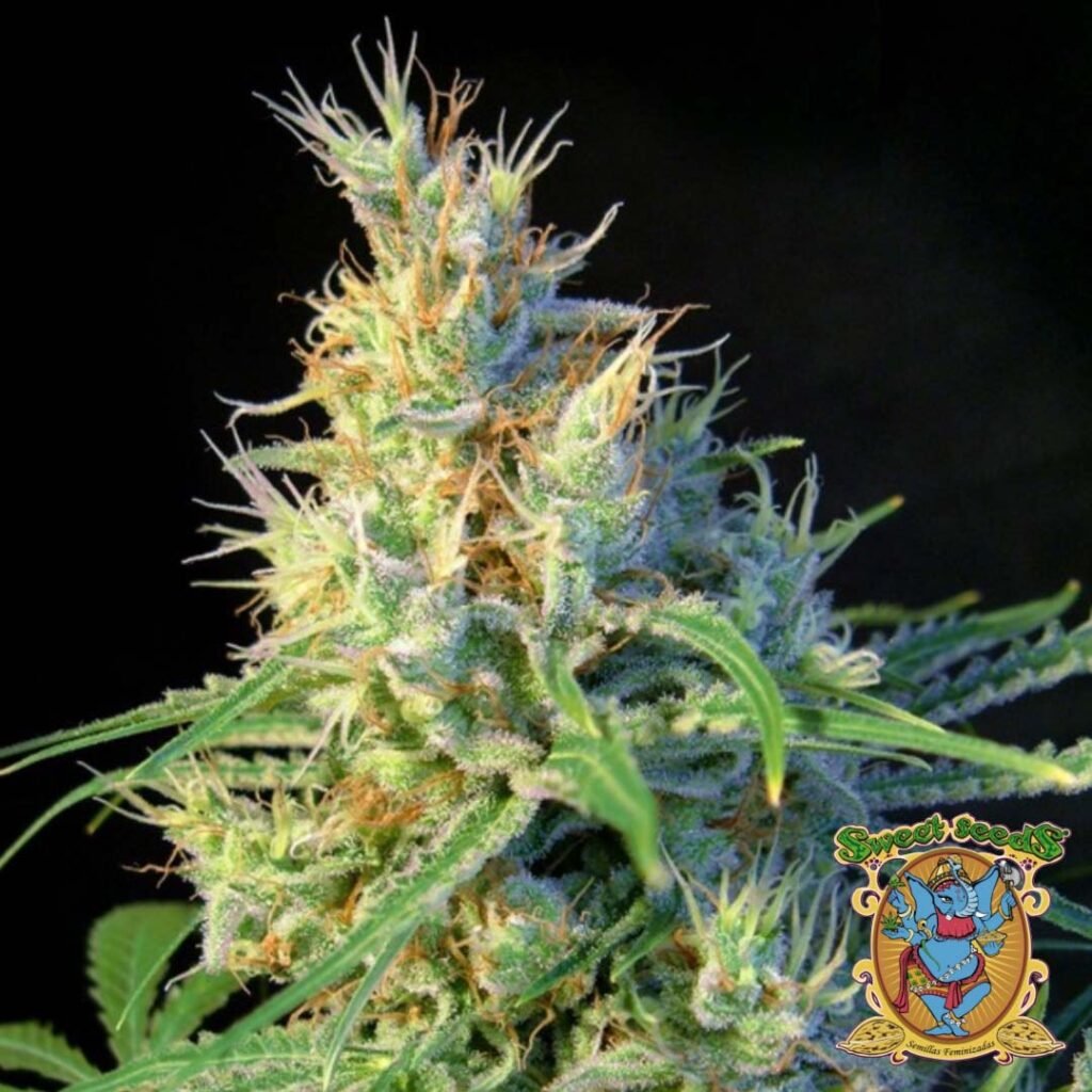Psicodelicia - Sweet Seeds Cannabissamen kaufen im Online Shop