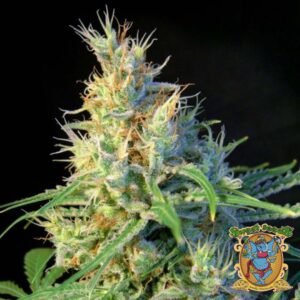Psicodelicia - Sweet Seeds Cannabissamen kaufen im Online Shop
