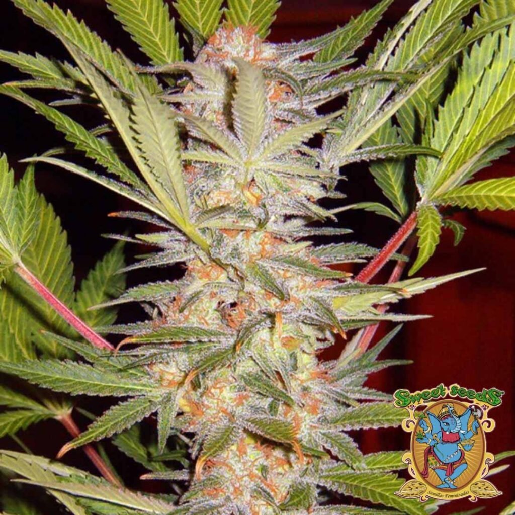 S.A.D. Sweet Afgani Delicious F1 Fast Version - Sweet Seeds Cannabissamen kaufen im Online Shop