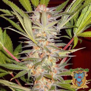 S.A.D. Sweet Afgani Delicious F1 Fast Version - Sweet Seeds Cannabissamen kaufen im Online Shop
