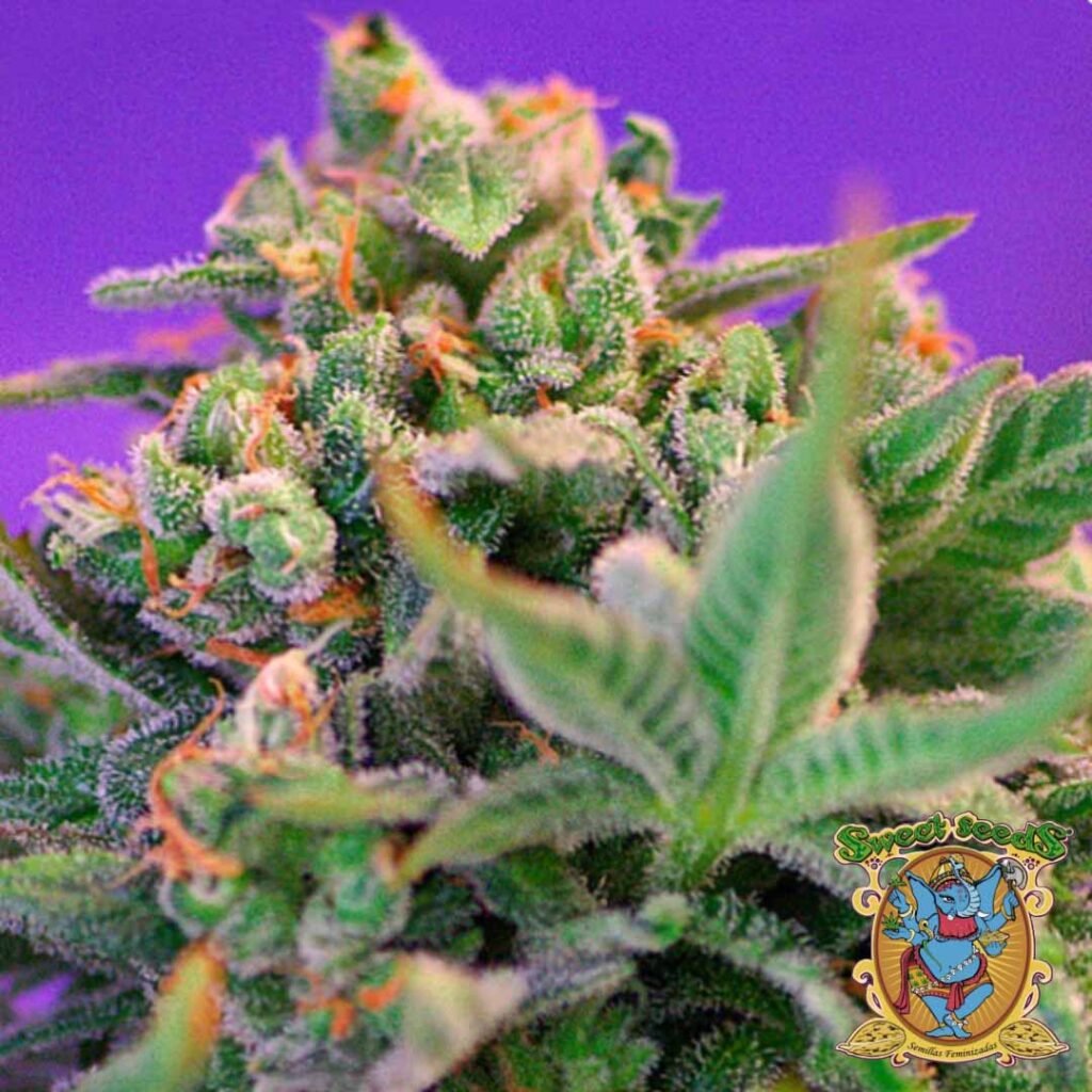 Sweet Cheese F1 Fast Version - Sweet Seeds Cannabissamen kaufen im Online Shop