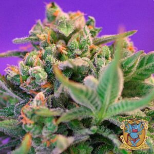Sweet Cheese F1 Fast Version - Sweet Seeds Cannabissamen kaufen im Online Shop