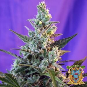 Sweet Skunk Auto - Sweet Seeds Cannabissamen kaufen im Online Shop